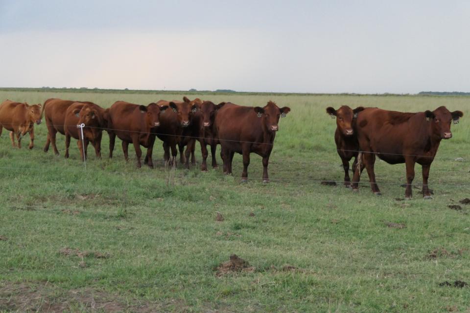 Red Angus cattle grazing on one of Sig Collins' 15 paddocks in Partridge, Kansas.
