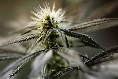 FILE PHOTO: Droplets of oil form on the surface of a marijuana plant at Tweed Marijuana Inc in Smith's Falls, Ontario March 19, 2014. REUTERS/Blair Gable