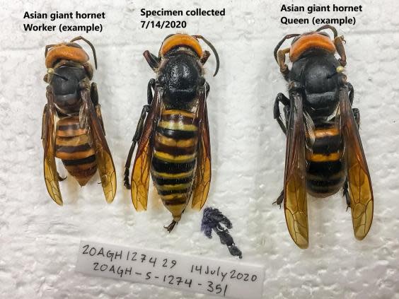 Specimens of the same species of giant hornet which was first seen in northwest USA in late 2019 (Washington State Department of Agriculture)