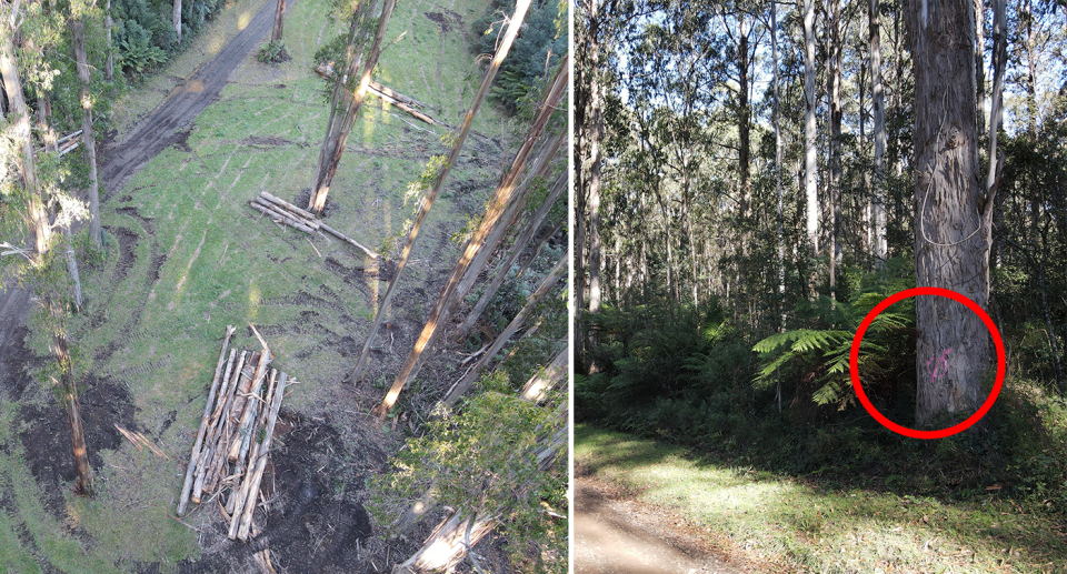 Left -an aerial shot of the fire break maintenance. Right - a ground shot of an ancient tree marked for removal.