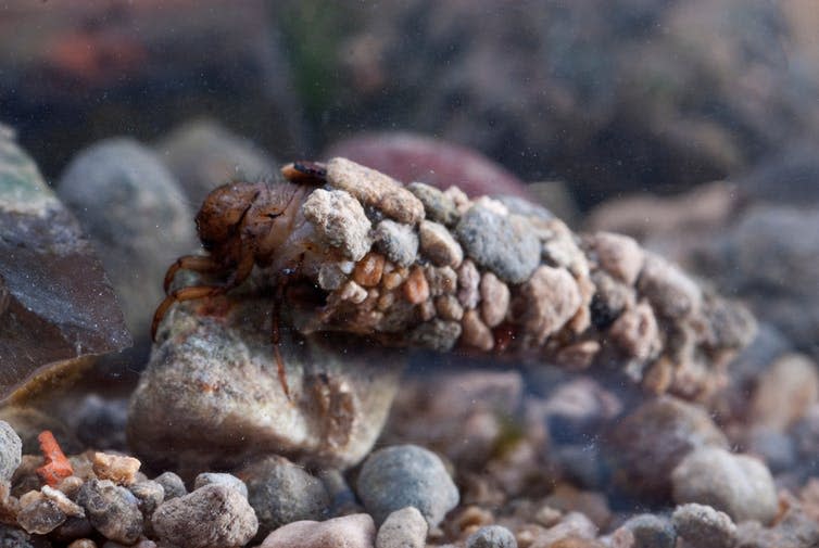 <span class="caption">A caddisfly larvae rests in a cocoon made of tiny pebbles.</span> <span class="attribution"><a class="link " href="https://www.shutterstock.com/image-photo/caddisfly-larvae-under-water-built-home-1239227623" rel="nofollow noopener" target="_blank" data-ylk="slk:FJAH/Shutterstock;elm:context_link;itc:0;sec:content-canvas">FJAH/Shutterstock</a></span>