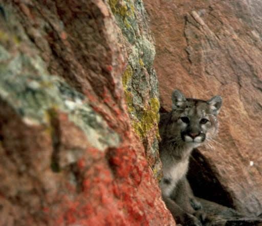 A Western cougar, a species that is similar to the Eastern cougar. Federal officials believe the Eastern cougar is extinct and are recommending it be removed from the Endangered Species List.