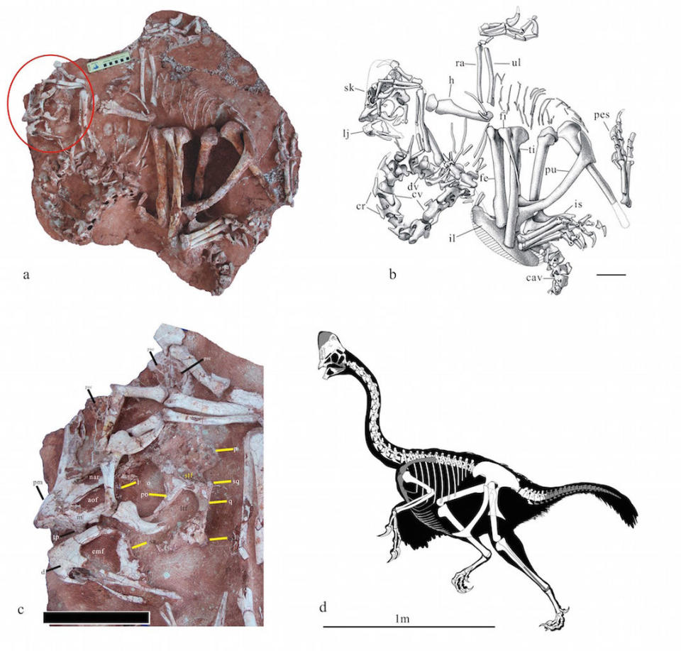 The fossilized remains (a) of <i>Corythoraptor jacobsi</i> that was discovered in 2013, next to an illustration (b) of the specimen. A close-up (c) of the skull, lower jaw and cassowary-like crest. A skeletal reconstruction (d) of the dinosaur, with the missing parts in grey. <cite>Lu, J <i>et al</i>/Scientific Reports 2017</cite>