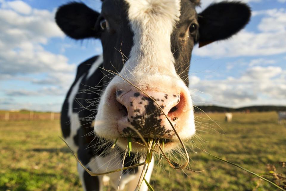 Brexit – Arla Foods advirtió que ambas partes deberían negociar de manera pragmática y sensata. (Foto: Getty)