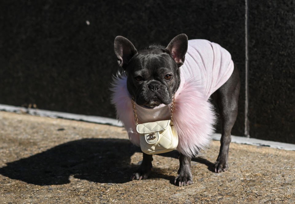 French bulldog Magnolia wears a Chanel bag outside the Rebecca Minkoff show during New York Fashion Week on Feb. 16, 2021.