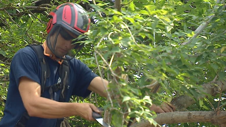 Hot, dry summer takes a toll on trees