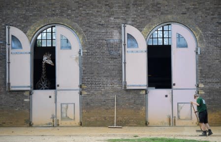 A zookeeper cleans a giraffe enclosure at London Zoo, London, Britain