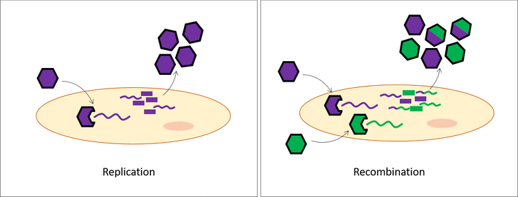 A diagram depicting the process of recombination versus replication.