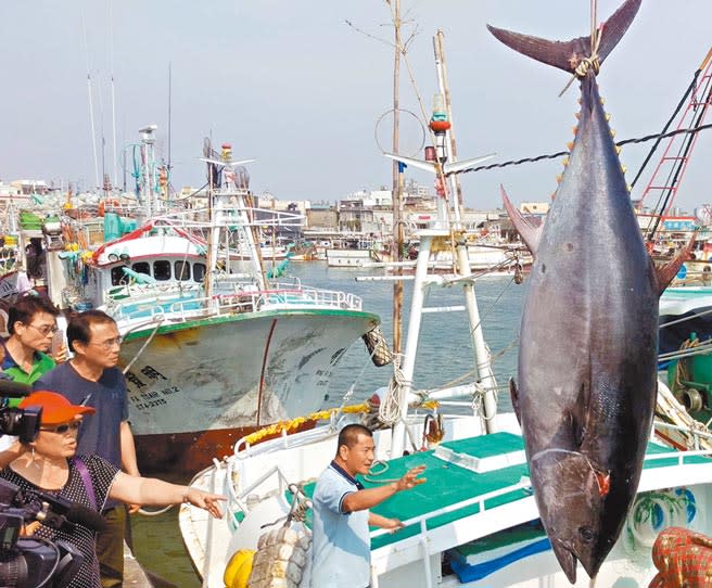 屏東縣黑鮪季結束，今年漁獲量創12年來新高，整體交易額也增加，但每公斤價格卻只有去年的3分之2。（潘建志攝）