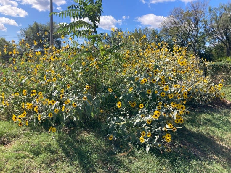 Flowers are seen at one of Dail Chambers’ farms. She says that by supporting native plant species, growers can promote ecosystem health and resilience. (Courtesy of Dail Chambers)