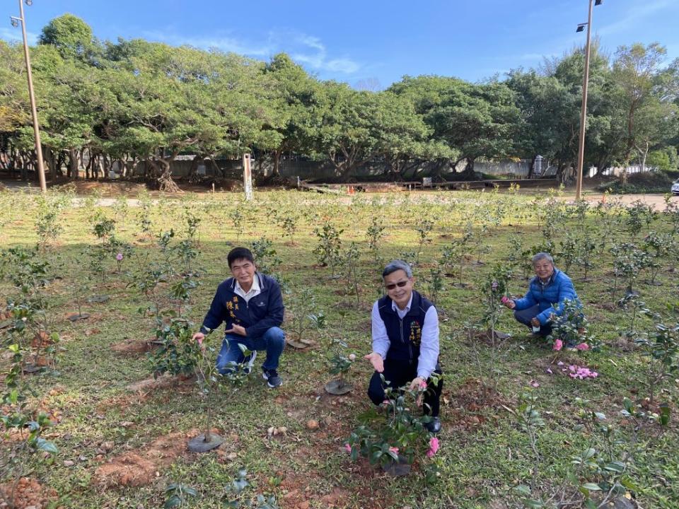 后里環保公園茶花千姿百態。（記者徐義雄攝）