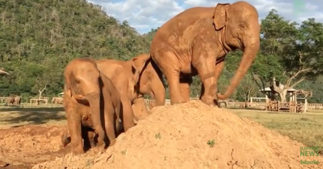 Elephant does HUGE 'revenge' fart on friend's head