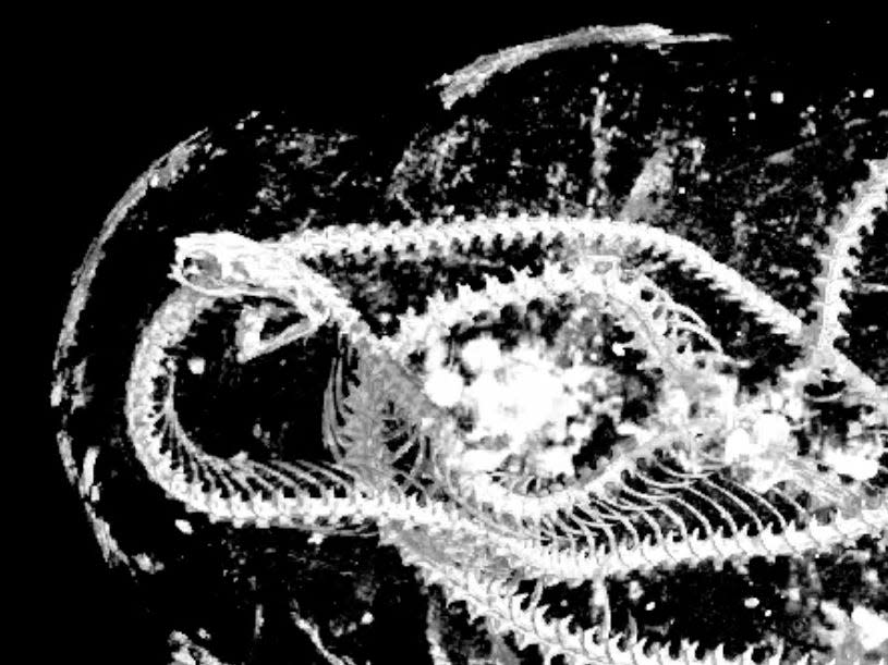 x-ray scan snake