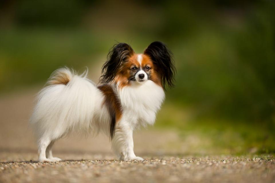 Papillion with red, white and dark fur stands profile-facing on gravel road