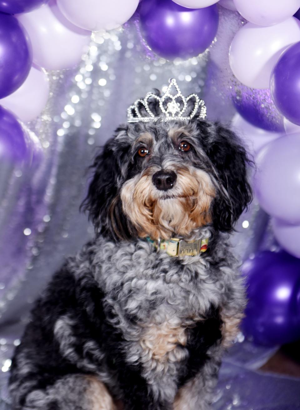 Lulu is a bernedoodle, owned by Moss Duvall, who is part of the Robinson's Rescue 2022 Best in Sheaux homecoming court. 