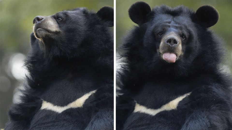 The Asia black bear (not pictured) set upon the Japanese man who was fishing in a mountain creek. Photo: Jerry Redfern/Getty