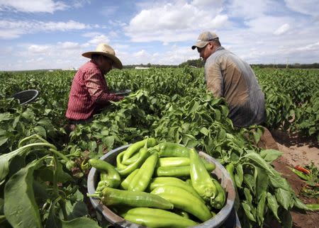 Farmers harvest chile peppers in Hatch, New Mexico in an undated photo provided by the New Mexico Tourism Department. REUTERS/New Mexico Tourism Department/handout via Reuters