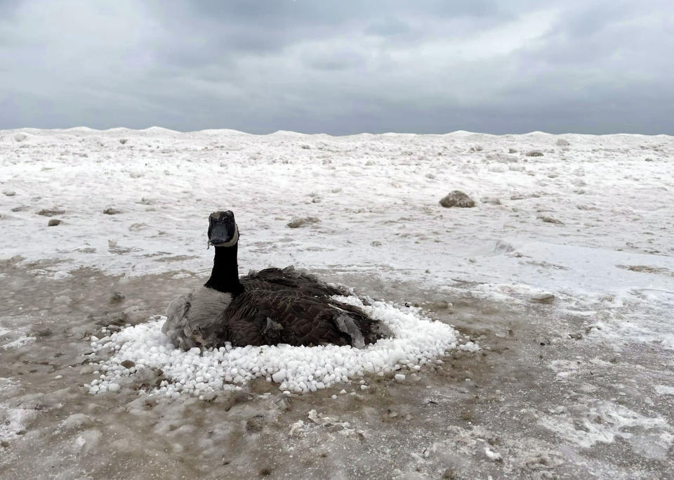 The Canada goose couldn't budge from the wet and icy patch of sand on its own. (Indiana DNR Law Enforcement)