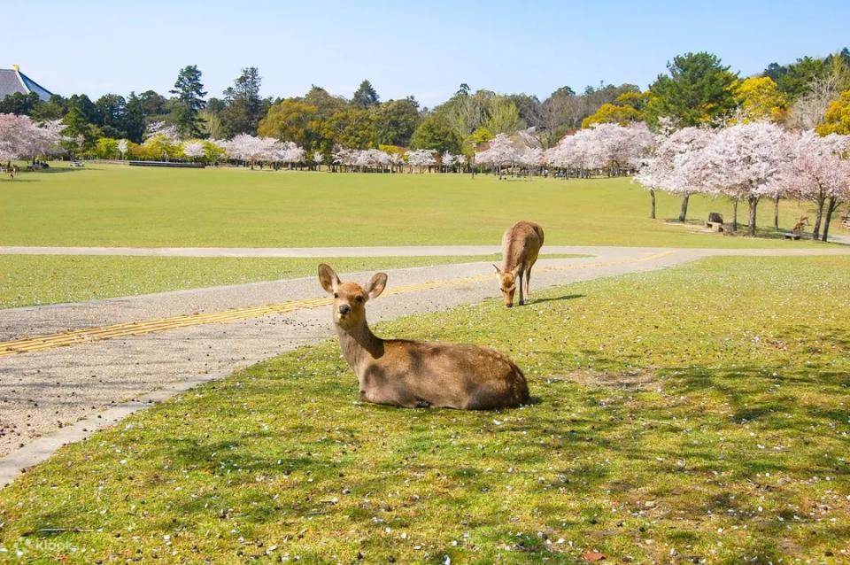 Nara Deer Park. (Photo: Klook SG)