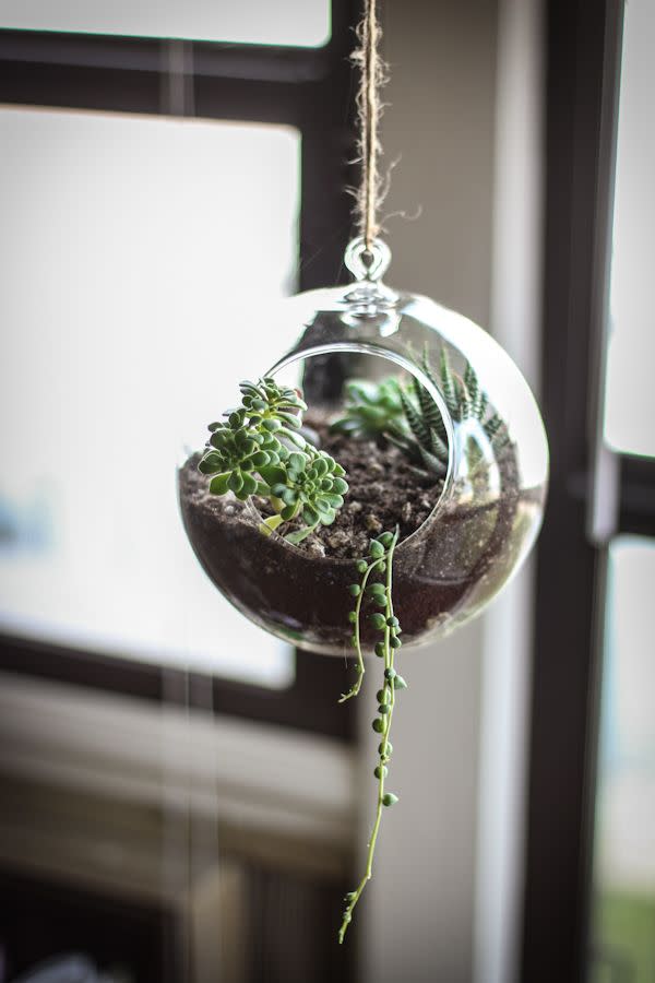 Hanging Glass Terrarium Planter