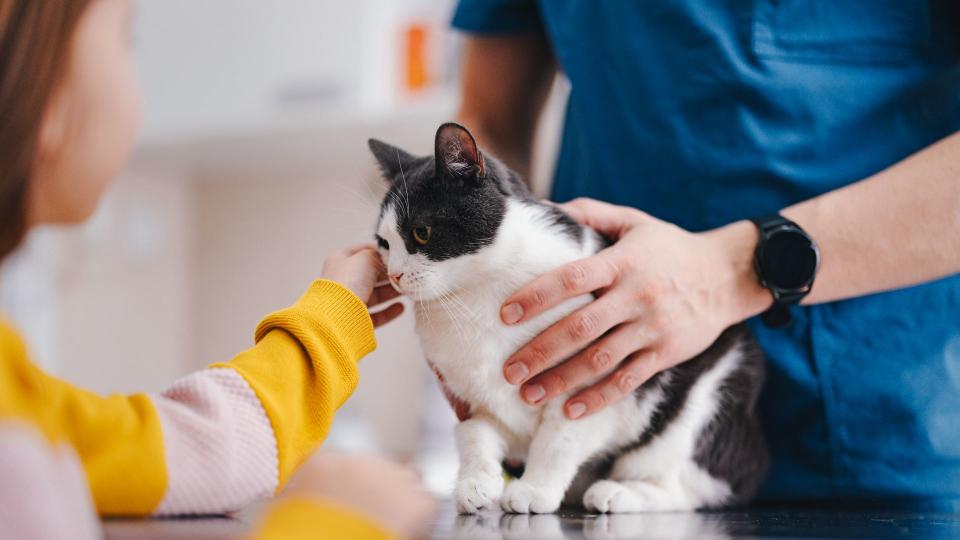 Vet handling cat