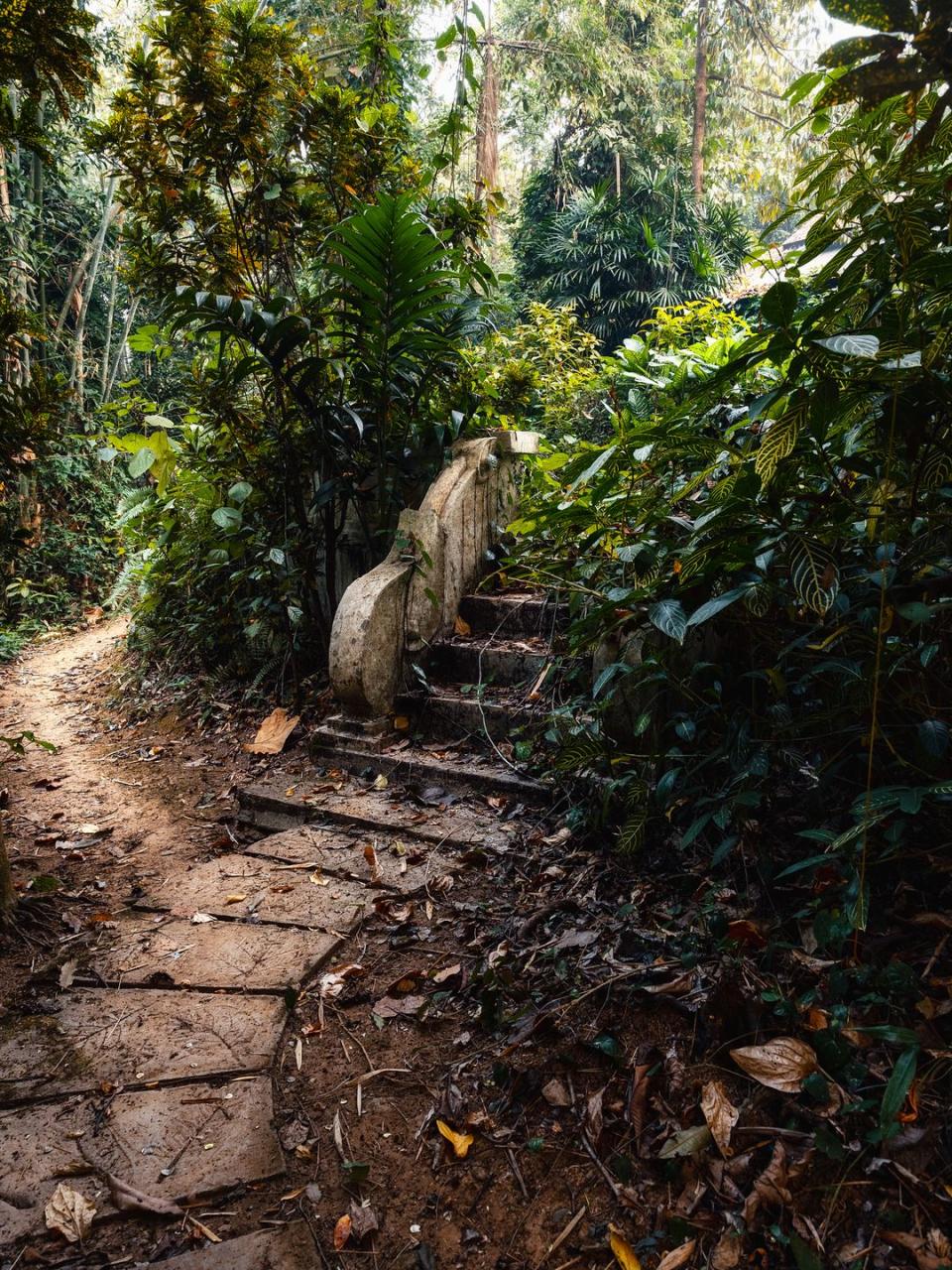 old steps in the rainforest