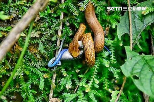 茶斑蛇塊頭比藍尾四腳蛇大，鎖緊纏繞直到四腳蛇體力耗盡。(圖/翻攝畫面)