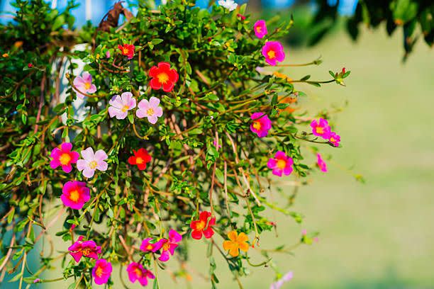 The 10 Best Flowers and Vegetables to Plant in July