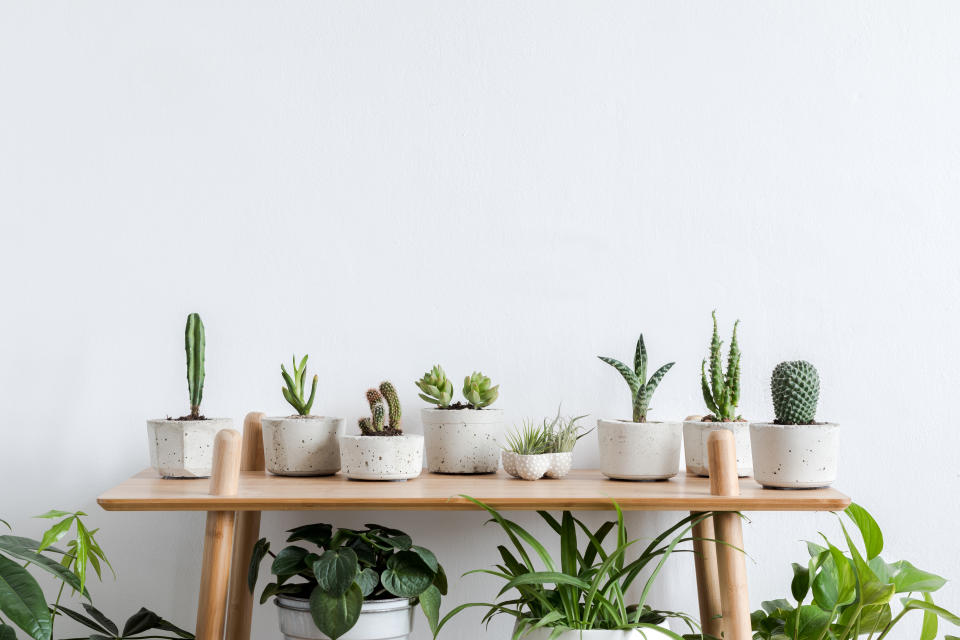 Minimalistic home interior with composition of home garden. Plants love.