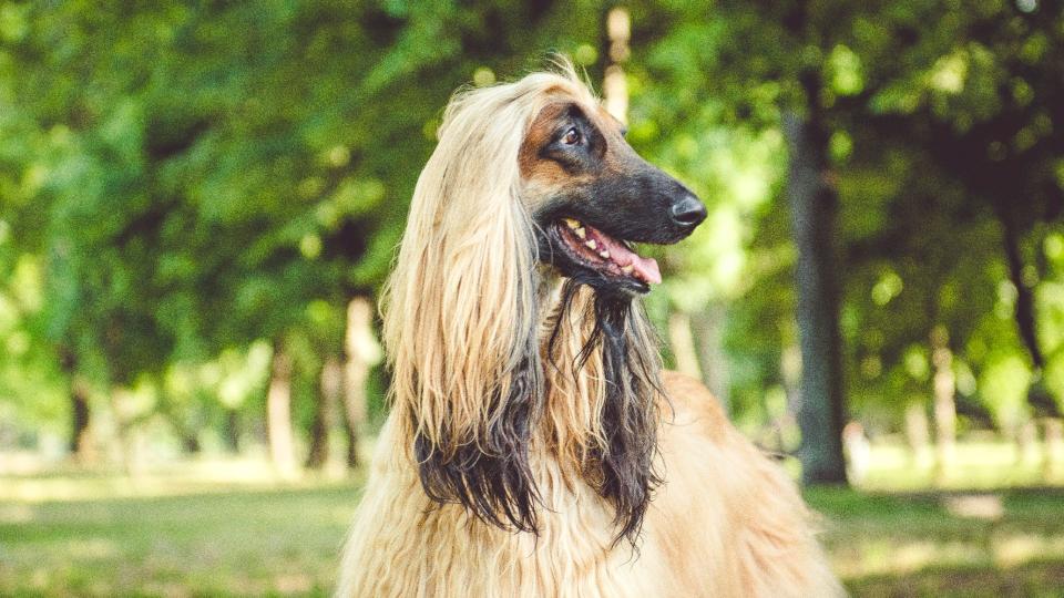 Afghan Hound dog