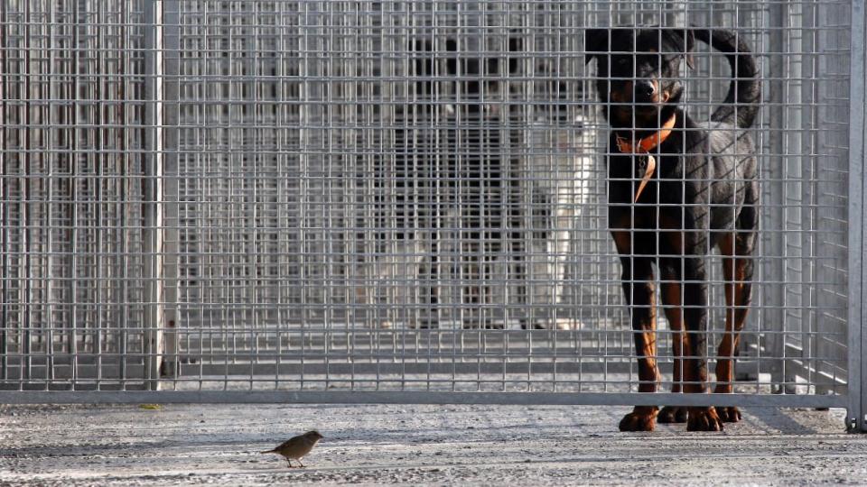 Animaux en cage à la SPA (illustration) - Joël Saget - AFP