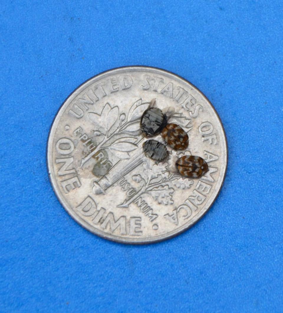 Carpet beetles are small, but in large concentrations can prove to be a problem when in a home. Varied carpet beetles are usually first noticed in window sills.