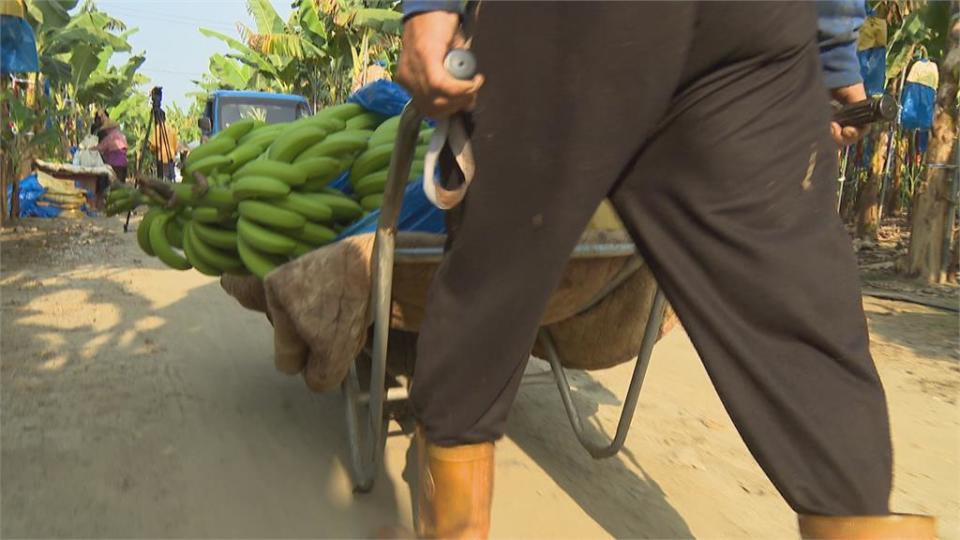 貴翻天！國產香蕉一斤79元漲近4成