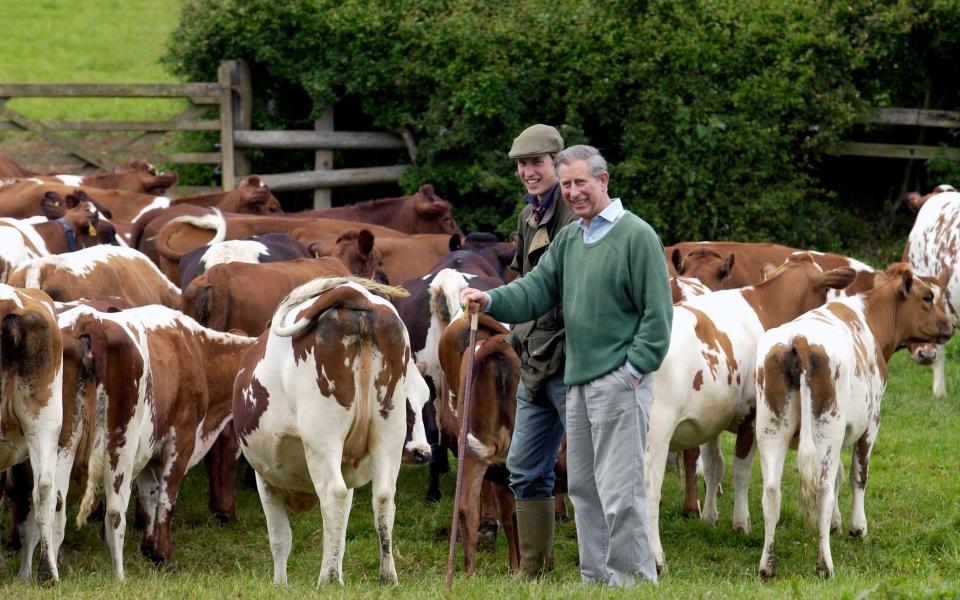 Prince William and the future King Charles III with Ayrshire cattle at Duchy Home Farm, 2023