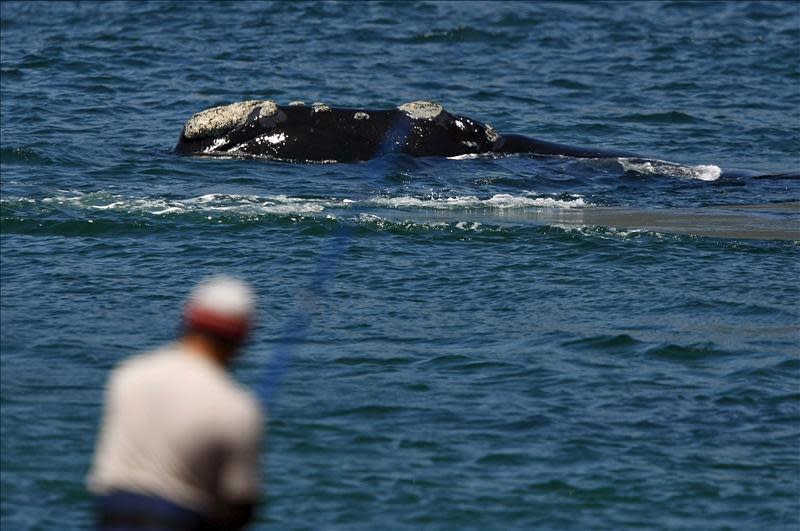 Una gran ballena nada ante la mirada de una pareja sentada sobre unas rocas del océano Indico en la Bahía False, en Ciudad del Cabo, en Sudáfrica. EFE/Archivo