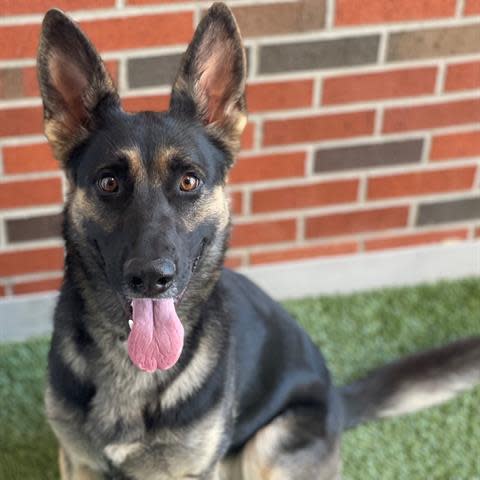 Are you looking for a project dog that will be forever faithful to you? Consider Nova Scotia, a 3- year-old female sable German shepherd. She'd prefer to be an only dog. To meet Nova Scotia, call 405-216-7615 or visit the Edmond Animal Shelter at 2424 Old Timbers Drive in Edmond during open hours.