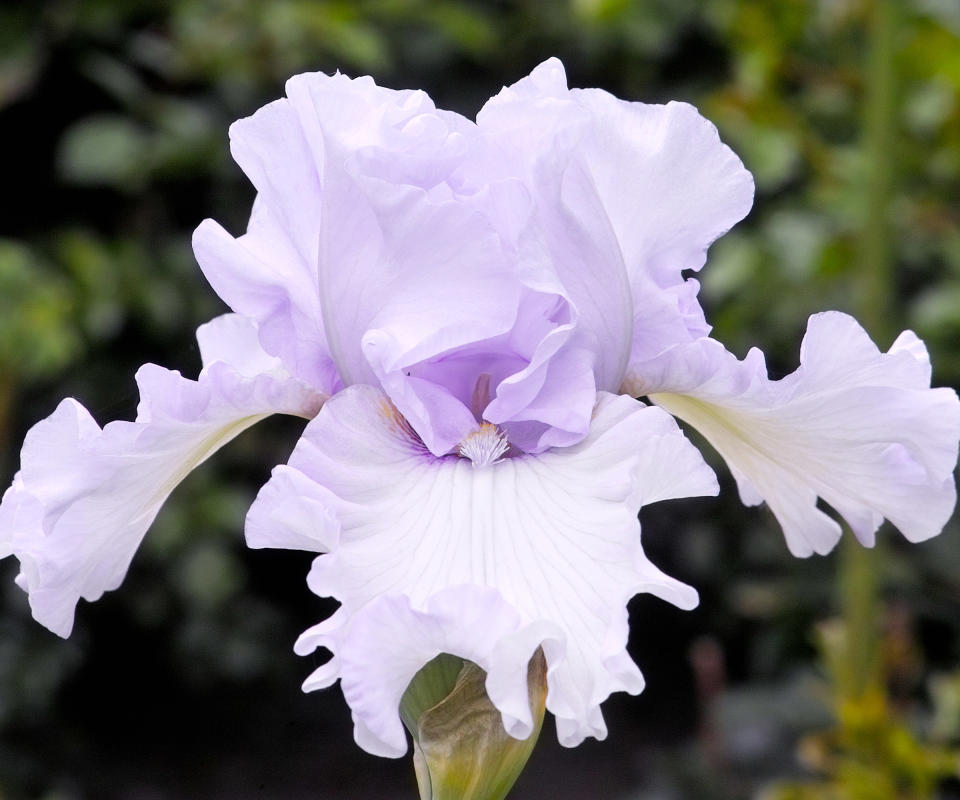 bearded iris in summer border