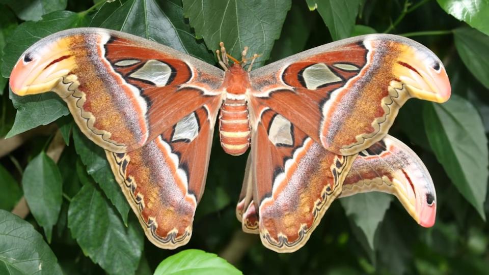 Two atlas moths on a green bush, one with wings wide open