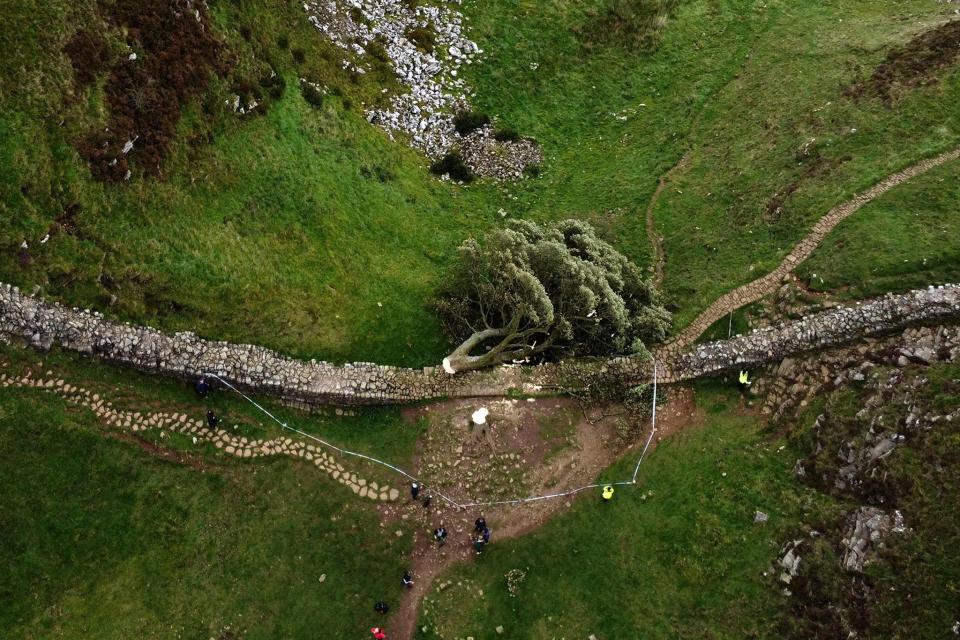 The felled Sycamore Gap tree remains at the site along Hadrian’s Wall in Northumberland (AFP/Getty)