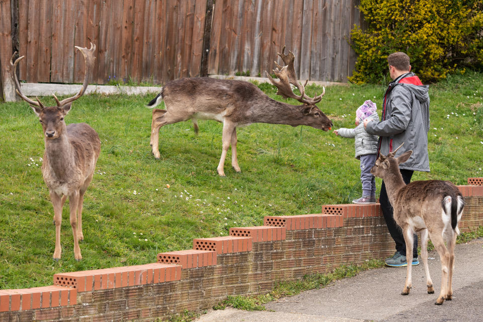 ROMFORD, ENGLAND - APRIL 02: A toddler feeds carrots to the Fallow deer from Dagnam Park as they rest and graze on the grass outside homes on a housing estate in Harold Hill, near Romford on April 02, 2020 in Romford, England. The semi-urban deer are a regular sight in the area around the park but as the roads have become quieter due to the nationwide lockdown, the deer have staked a claim on new territories in the vicinity. The Coronavirus (COVID-19) pandemic has spread to many countries across the world, claiming over 40,000 lives and infecting hundreds of thousands more. (Photo by Leon Neal/Getty Images)