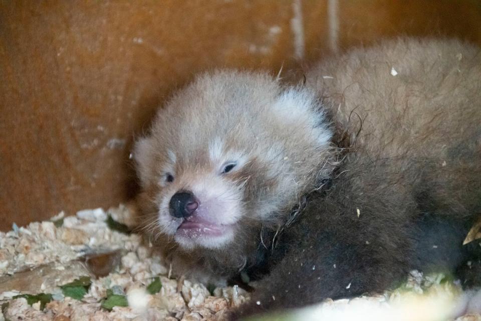 miracle red panda cub birth