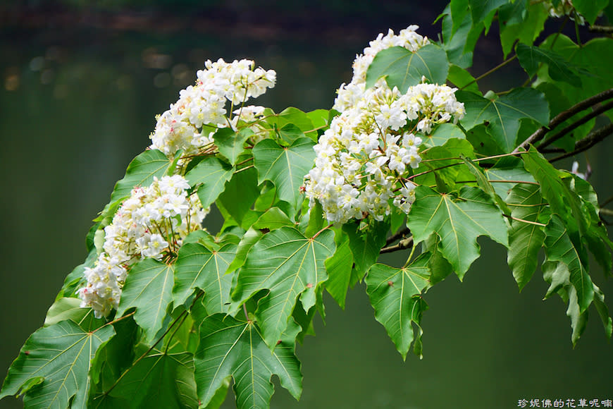 新竹縣寶山鄉｜桐花森林遇