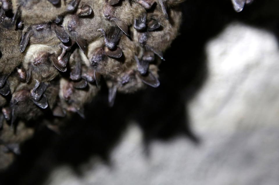 Bats roost in a cave in Dorset, Vt., on May 2, 2023. Scientists studying bat species hit hard by the fungus that causes white nose syndrome, which has killed millions of bats across North America, say there is a glimmer of good news for the disease. Experts say more bats that hibernate at a cave in Vermont, the largest bat cave in New England, are tolerating the disease and passing protective traits on to their young.