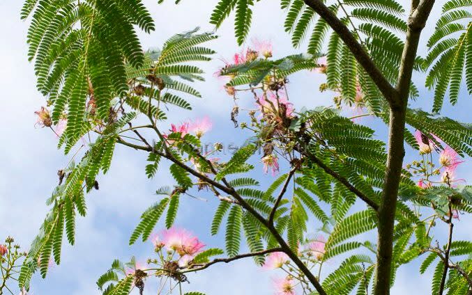 Pretty in pink: Albizia julibrissin f. rosea - Marianne Majerus