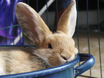 Bucket nap