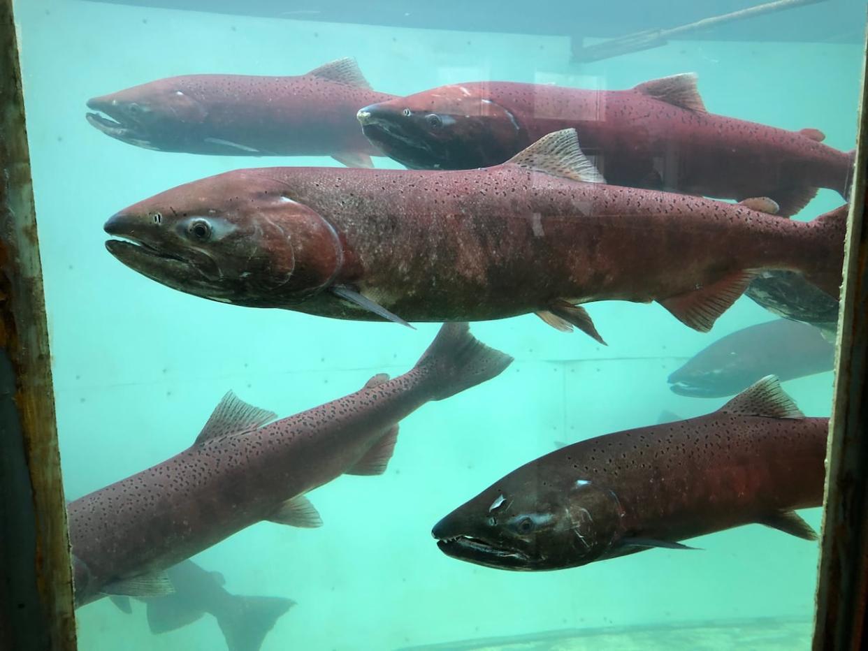 Chinook salmon swim by the Whitehorse fish ladder. A new 7-year agreement signed by Canada and Alaska sets a new conservation target of 71,000 Canadian-origin Yukon River chinook at the international border. (Claudiane Samson/Radio-Canada - image credit)