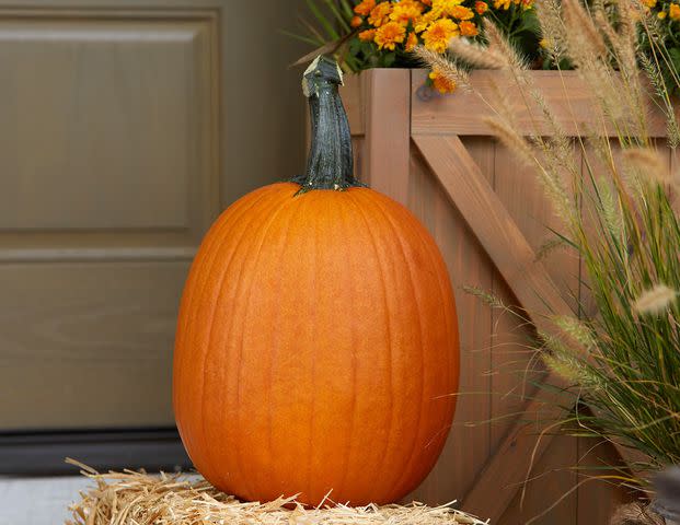 Jacob Fox Cut the vine on either side of the stem when harvesting pumpkins to slow down water loss.