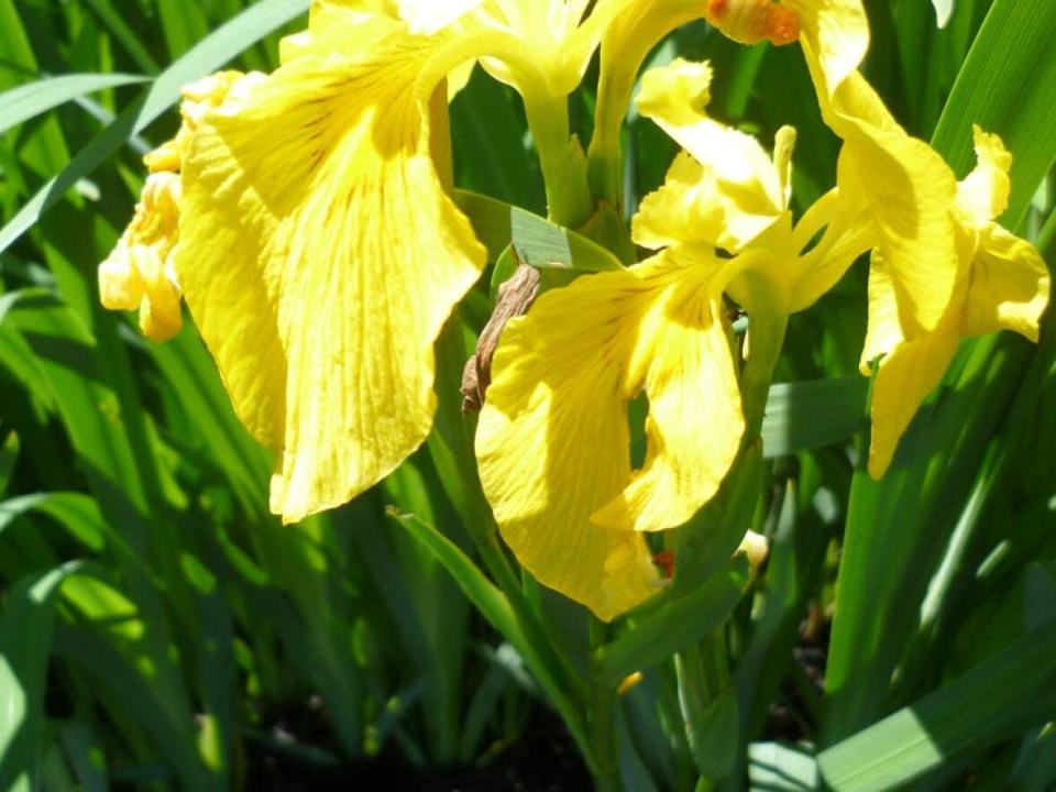 Apart from the colour of its flower, and its inability to get along with native plants on P.E.I., the yellow flag iris looks much like the blue flag iris. (P.E.I. Invasive Species Council - image credit)