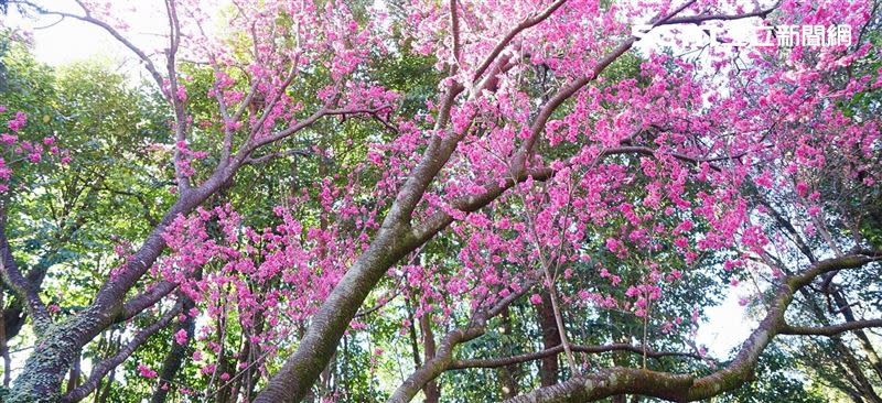 2月4日是二十四節氣的『立春』。圖為綻放的櫻花。（圖／記者李鴻典攝）