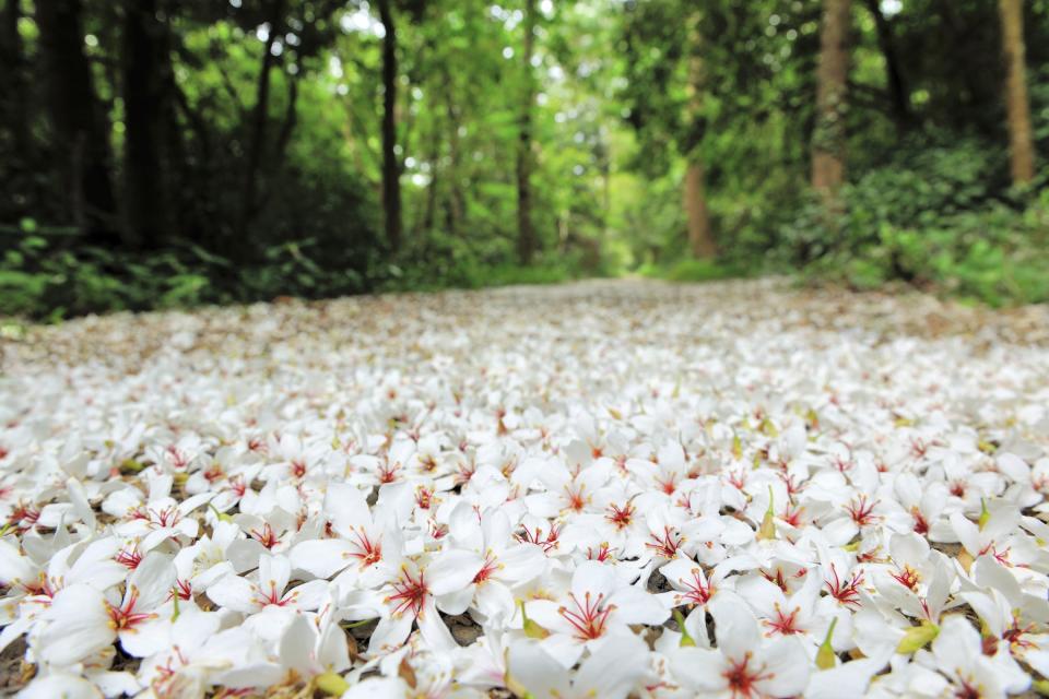 三義桐花鋪地如花毯（圖片來源：Getty Creative）